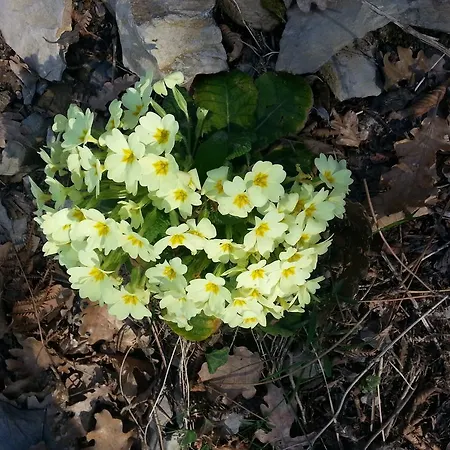 Oda ve Kahvaltı Rifugio 9 Km Da Recco