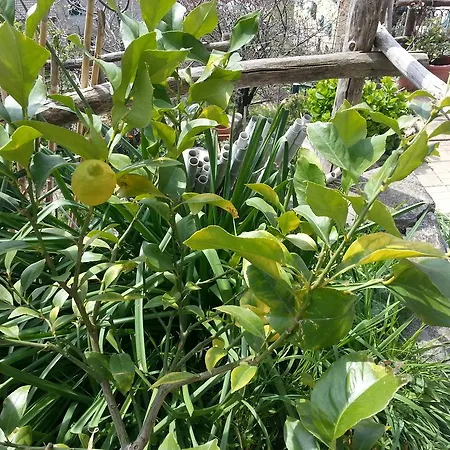 Rifugio 9 Km Da Recco * Ушо