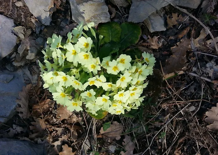 Alojamento de Acomodação e Pequeno-almoço Rifugio 9 Km Da Recco